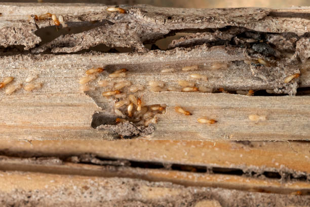 Flea Control Services in Adamstown, PA
